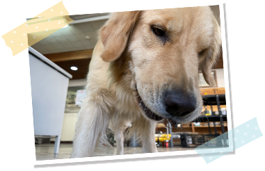 ジャーキーを食べているエマの画像